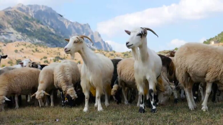 Kosova ndalon importin e deleve dhe dhive nga gjithë Shqipëria